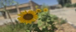 محوطه دانشکده تابستان 1405 2